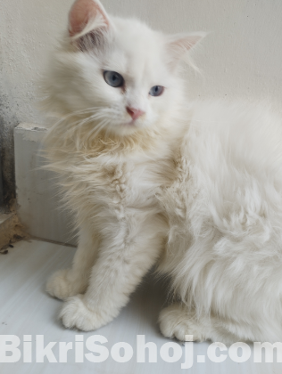 পার্সিয়ান বিড়াল